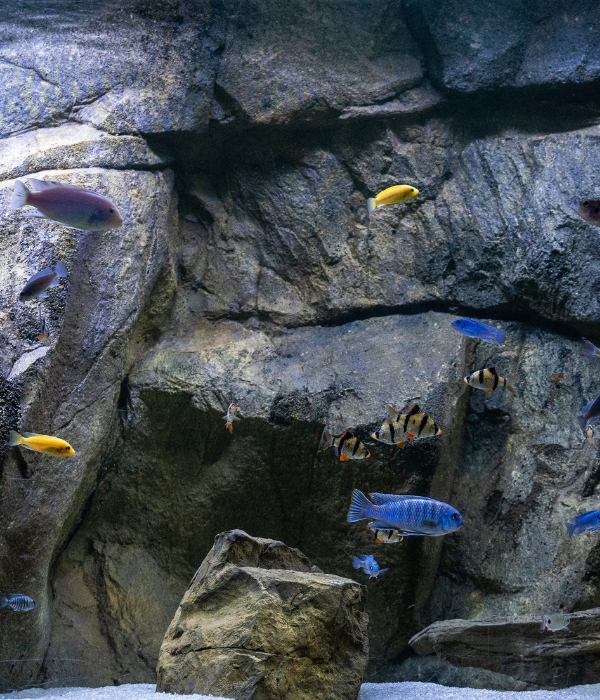 Malawi Custom 3D Backgrounds