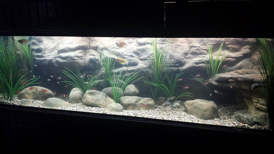 fresh water aquarium with faux plants and artificial river rocks