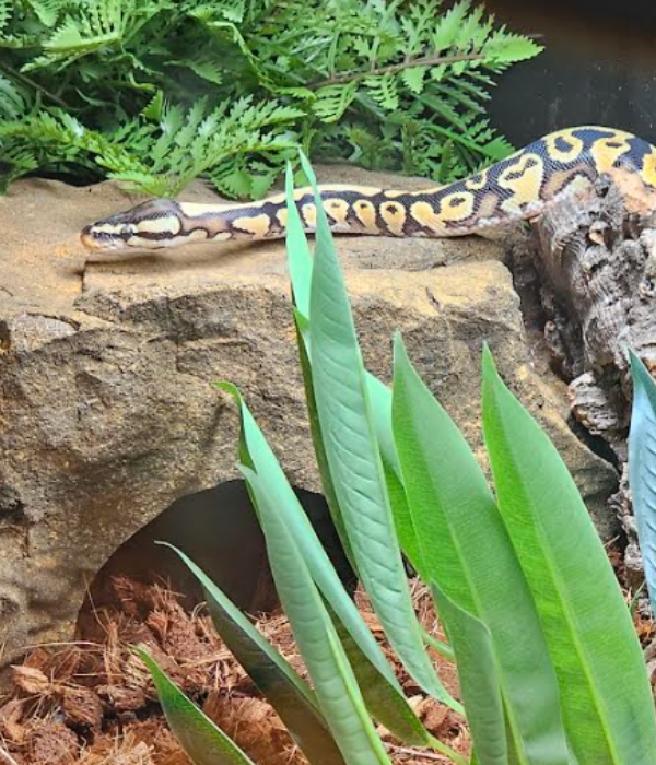 reptile hide basking rock