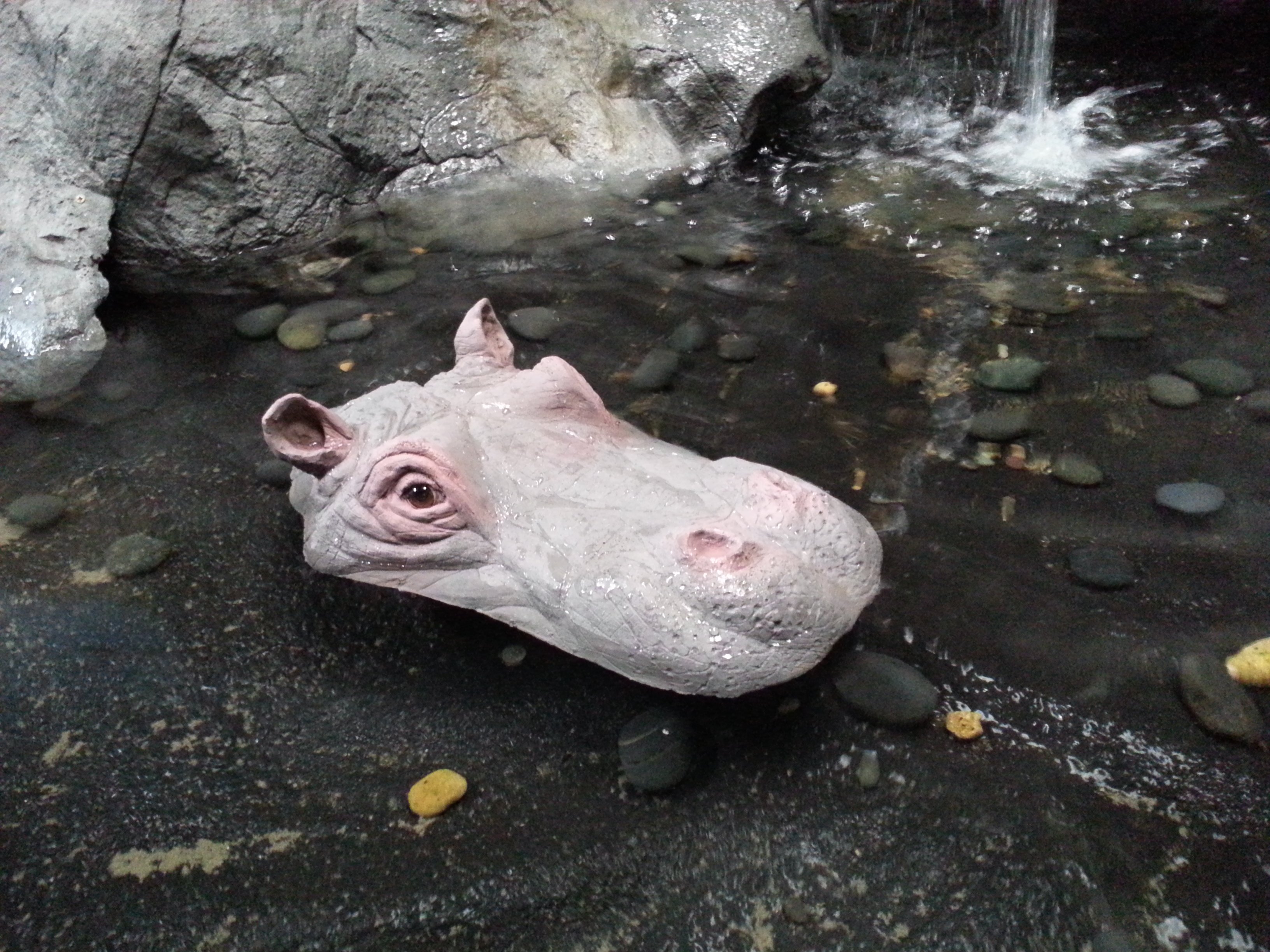 Floating - Hippo Head Small