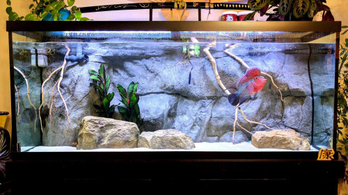 artificial rocks and panel in aquarium with fish