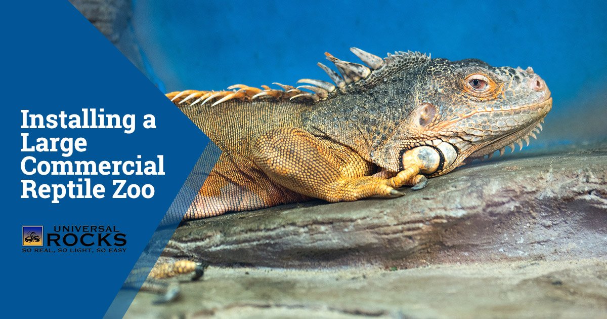 iguana resting on artificial rock in habitat