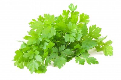 Photo of cilantro food picture