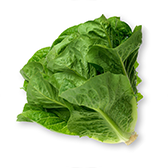 Romaine Lettuce