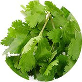 Cilantro
