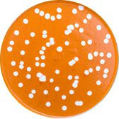 Dad's Sweet Makhani™ (Gluten Free)