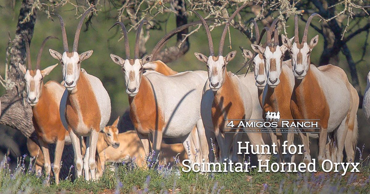 Hunt Scimitar-Horned Oryx in Texas