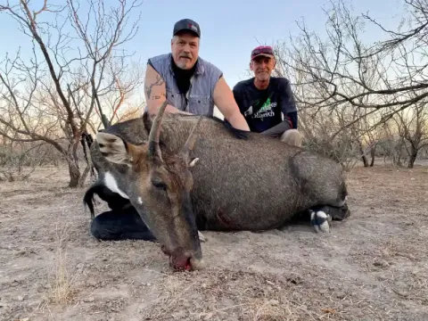 two hunters with nilgai