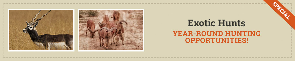 exotic hunts special for 4 amigos ranch