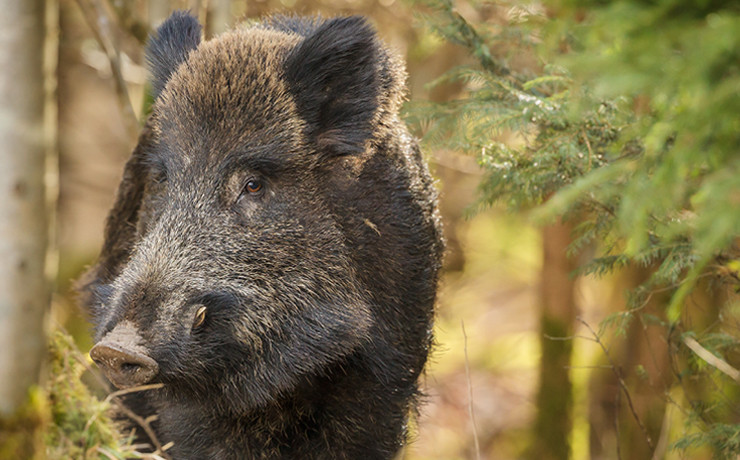 hog hunt 4 amigos ranch