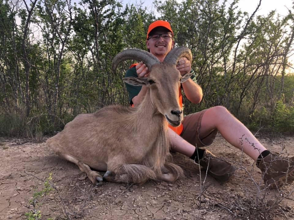 Aoudad Ewe trophy hunt at 4 Amigos Ranch in Eagle Pass, TX