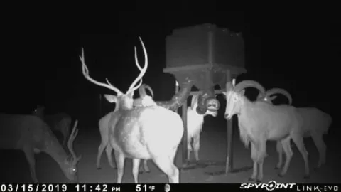 axis bucks and rams on trail camera