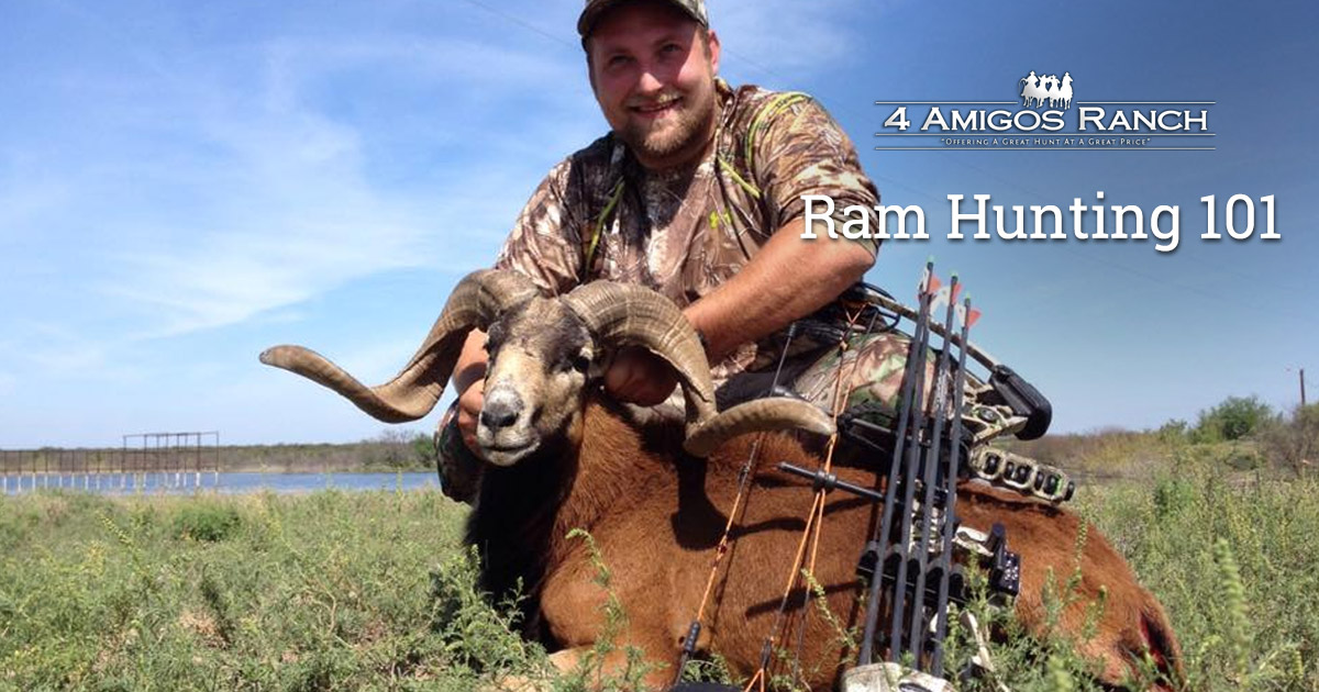 Ram Hunting 101: Strategic Basics And a Few Fascinating Subtleties