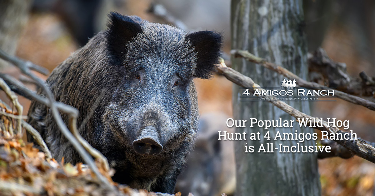Our Popular Wild Hog Hunt at 4 Amigos Ranch is All-Inclusive