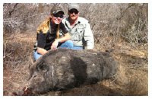 Hog Hunting