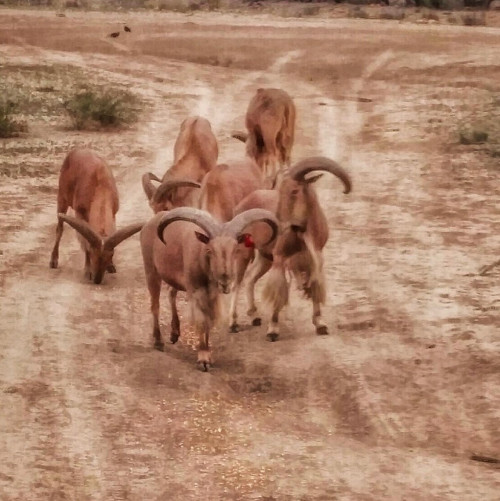 group of ram