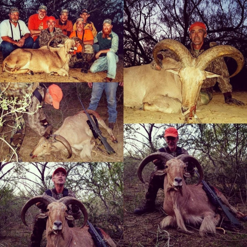 multiple ram trophies with hunters