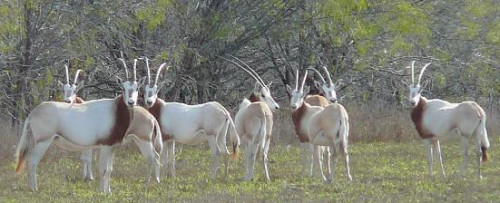Scimitar Horned Oryx