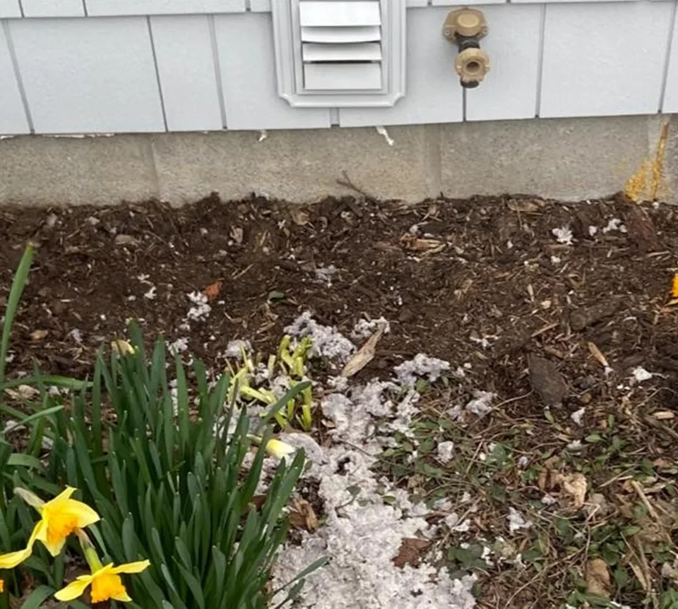 Dryer vent lint on the ground outside of a house by a flower bed.