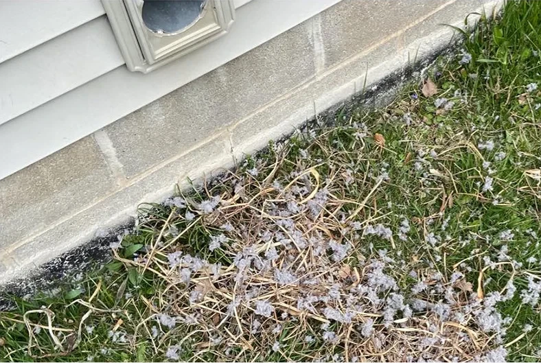 Dryer vent on house exterior above grass and ground covered with scattered lint and dry grass.