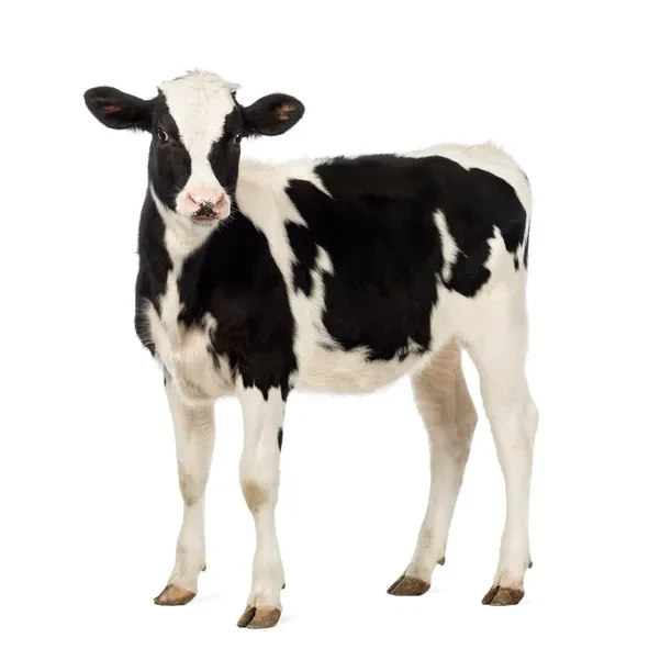 Bovine