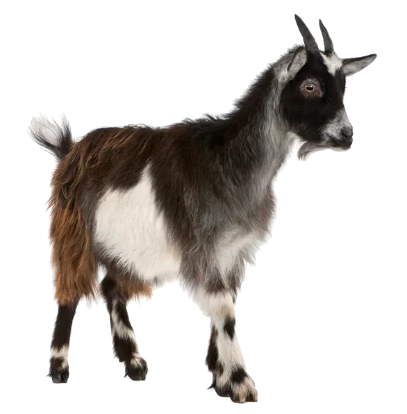 Goat