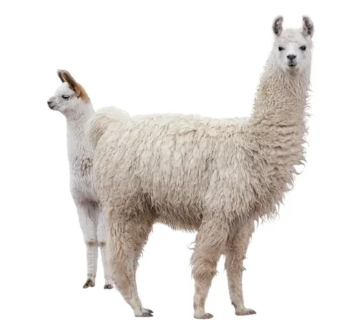 Llama