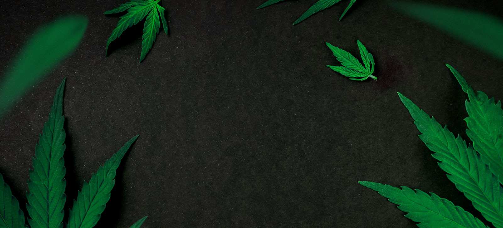 Green cannabis leaves frame a dark background, leaving space in the center.