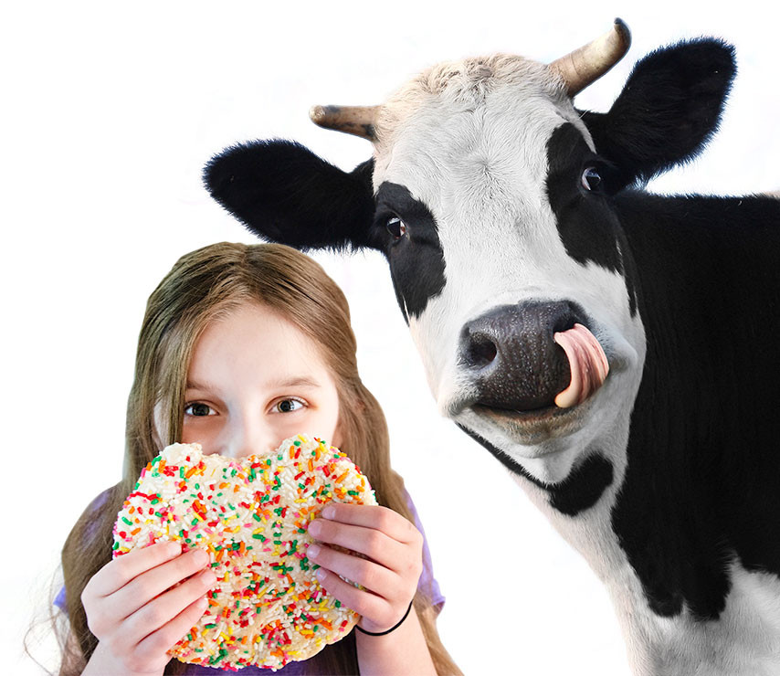 Cow and girl with big cookie