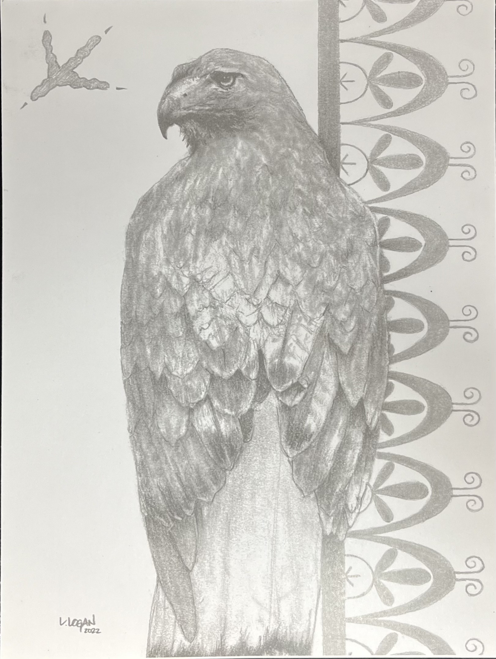 Ll Hawk B&W