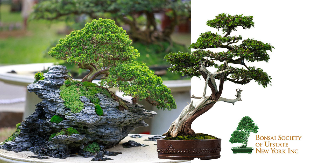 Bonsai Society of Upstate NY | A Community for Bonsai Enthusiasts