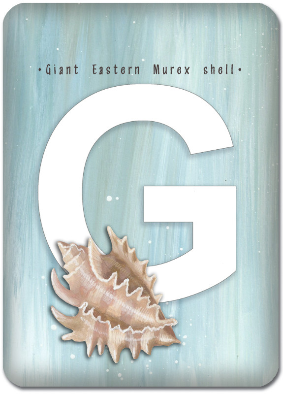 G is for Giant Eastern Murex