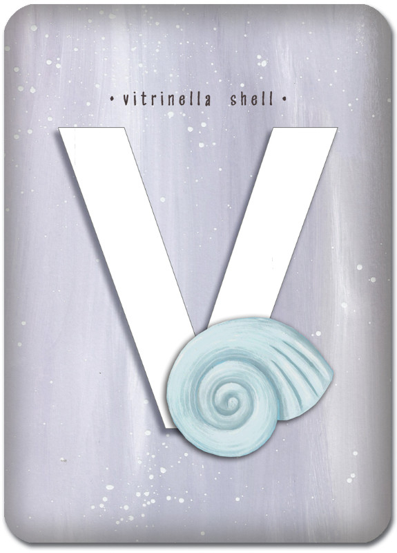 V is for Vitrinella Shell