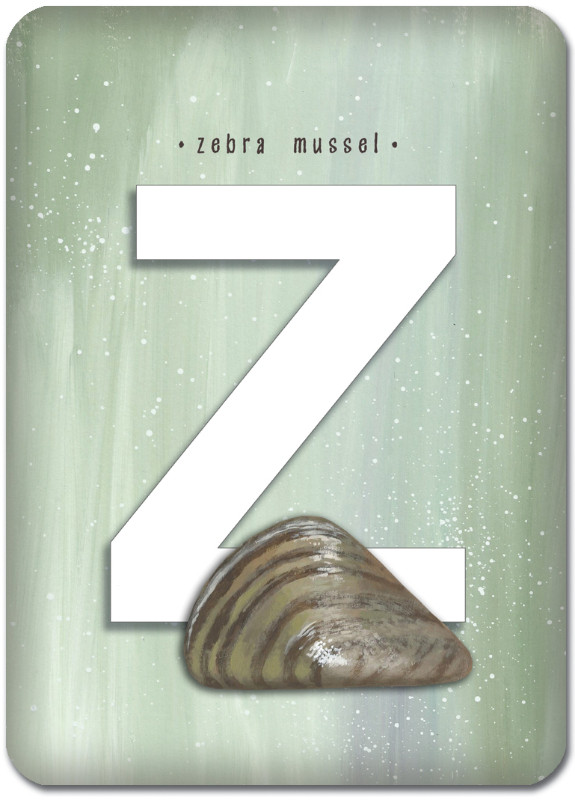Z is for Zebra Mussel