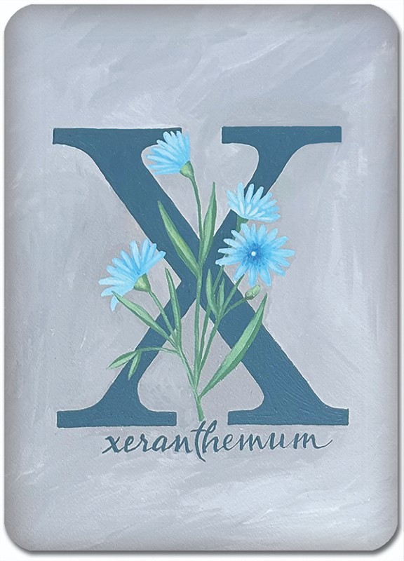 X is for Xeranthemum